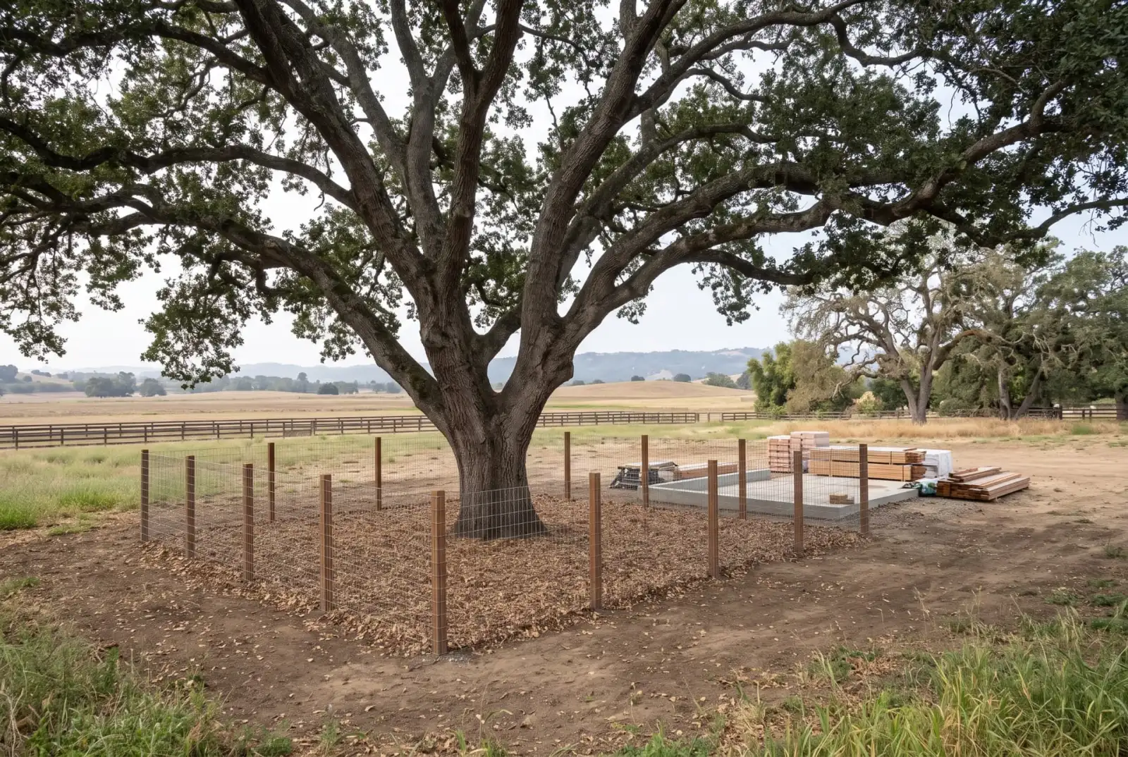 Illustrative oak protection area separated by temporary fencing from a small ADU work zone.